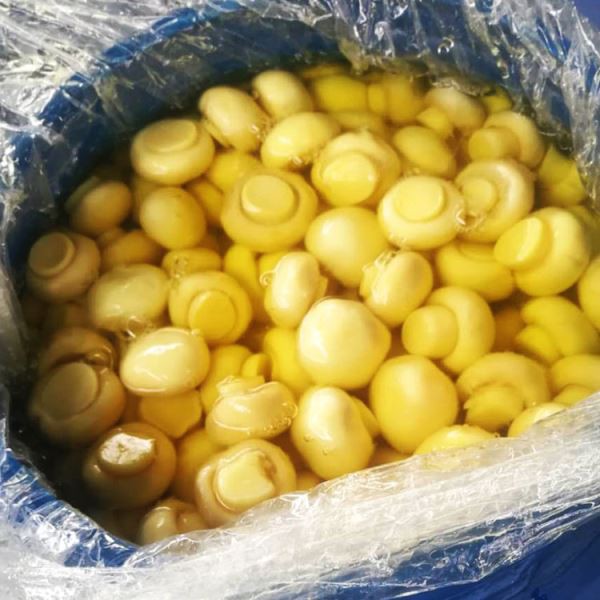 Gljiva Cogumelos u SO2