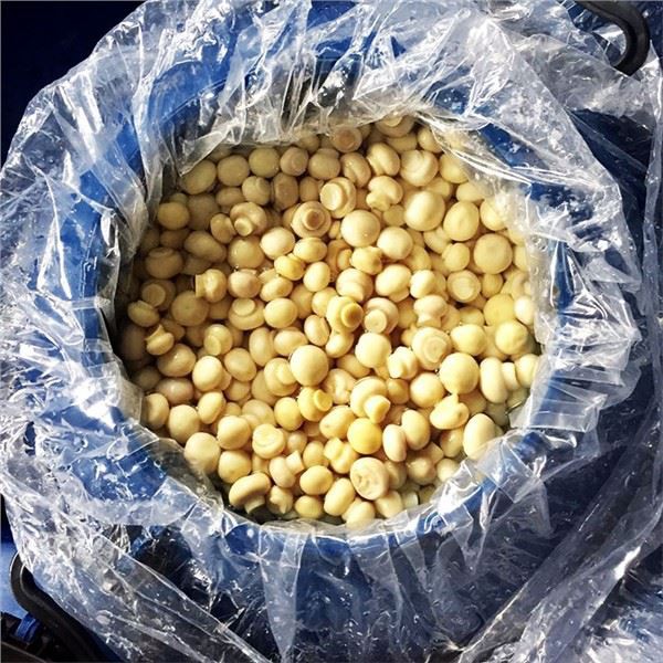 Ocat gljiva u bubnjevima