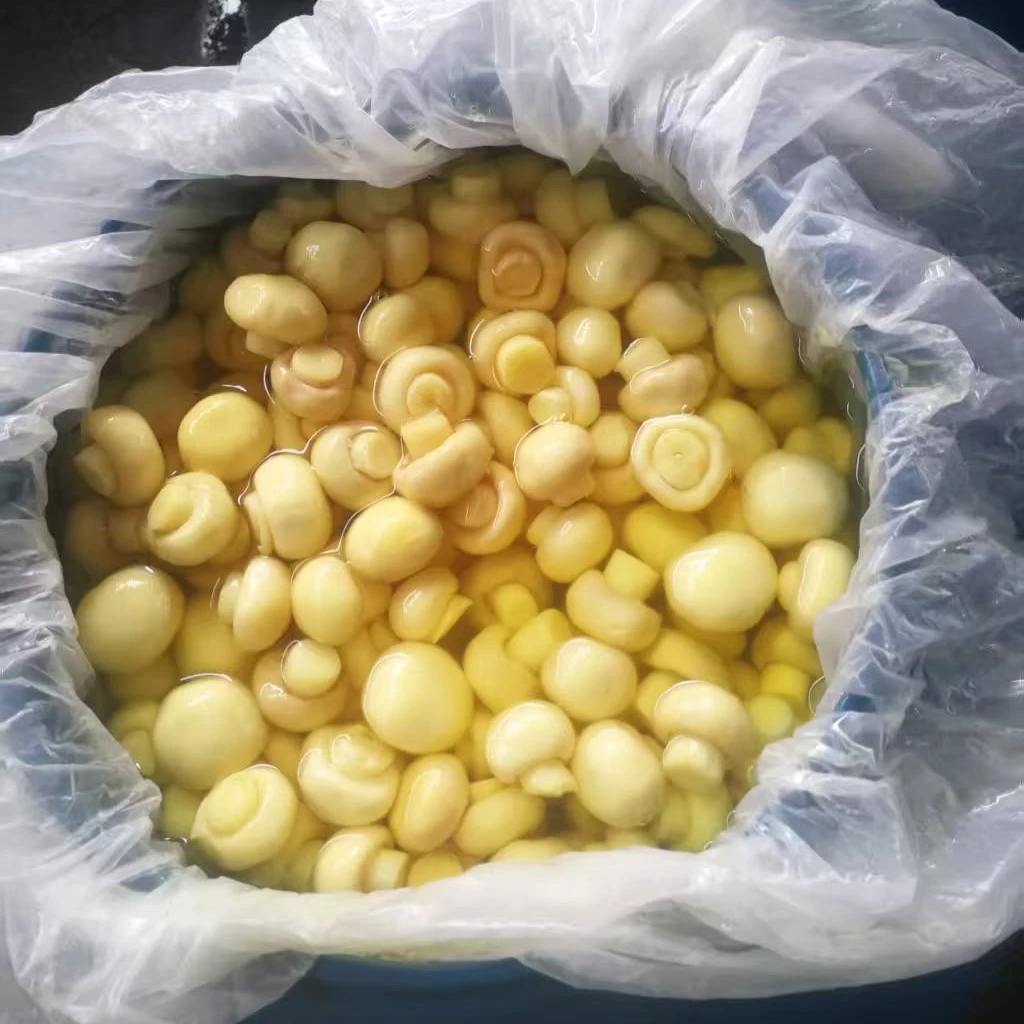 Preserved Fresh Cogumelo Mushroom in Drum